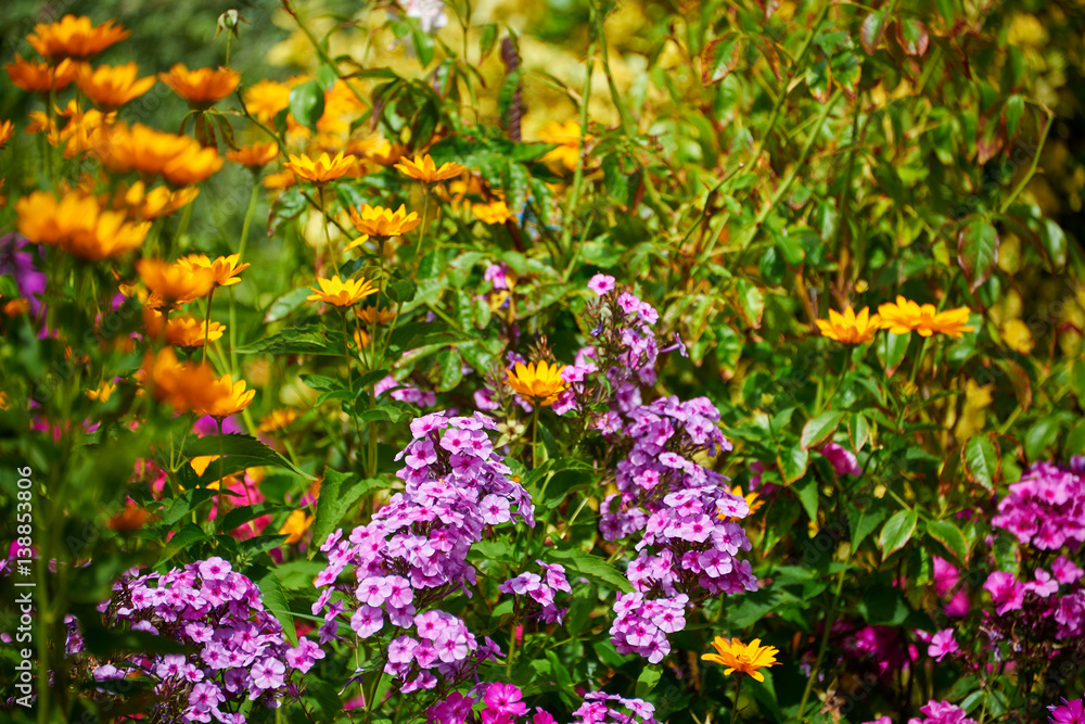fragrant sunny flower garden fragrant sunny flower garden
