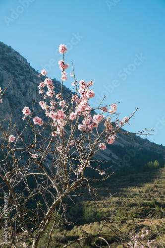 Almond tree blossom photo