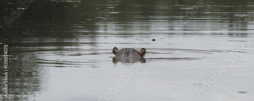 Hippo swimming or submerged in a river