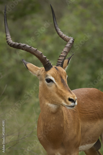 Young impala bull in South Africa