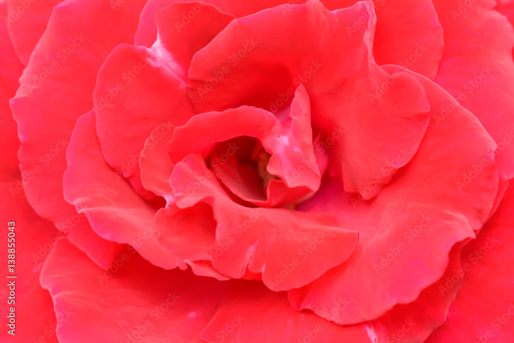 Naklejka premium The red rose petals overlapping beautiful. It's a symbol of love.