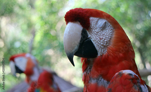 The neotropical parrots or New World parrots comprise about 150 species in 32 genera found throughout South and Central America, Mexico, and two species formerly inhabited North America. 