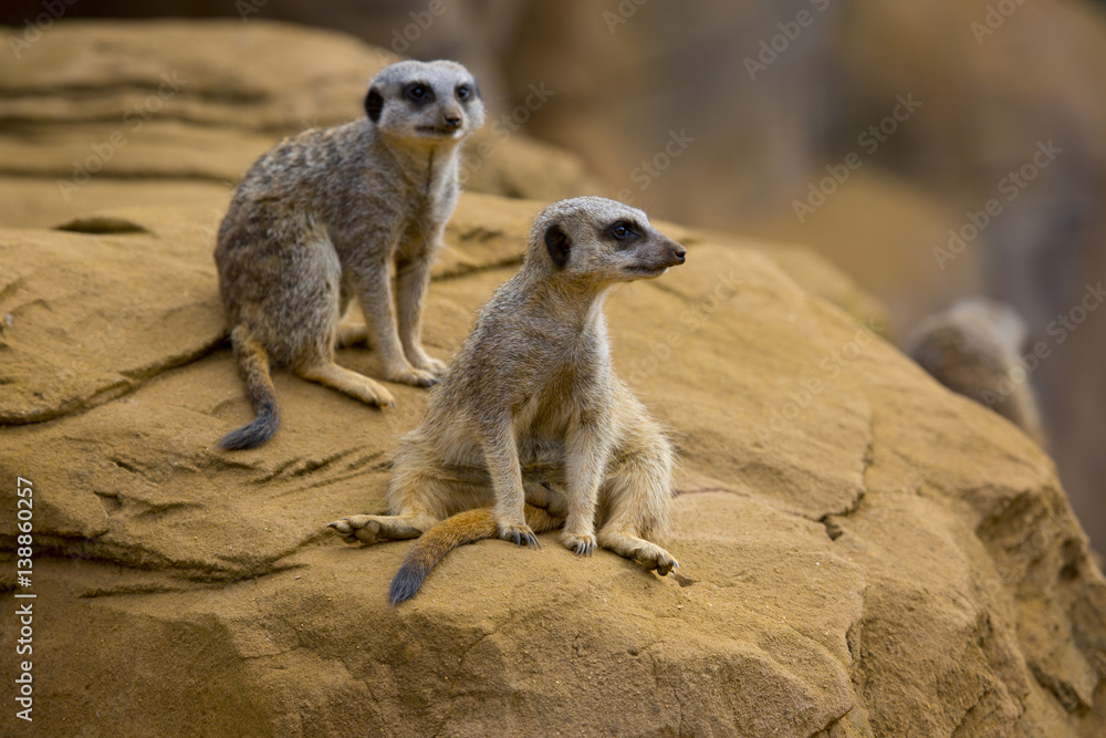 Fototapeta premium meerkat 3