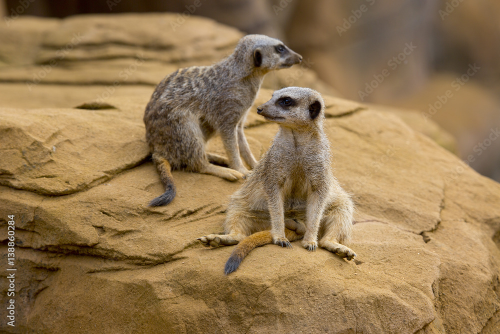 meerkat 4 meerkat 4