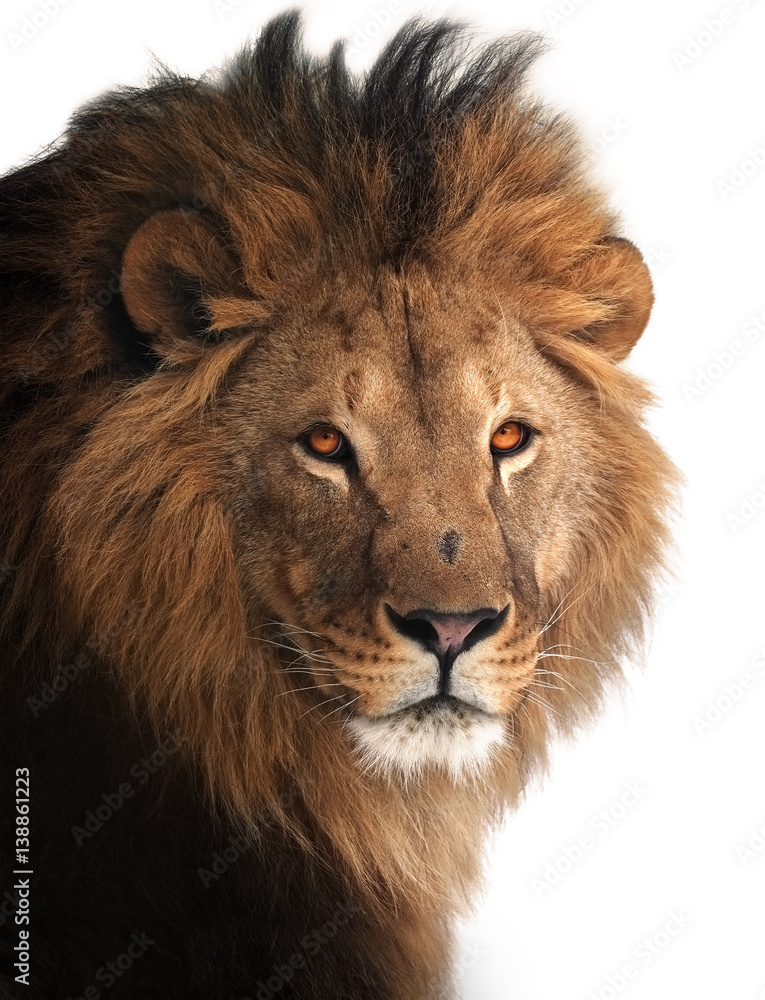 Lion great king portrait isolated on white