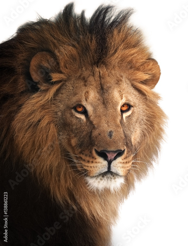 Fototapeta Naklejka Na Ścianę i Meble -  Lion great king portrait isolated on white