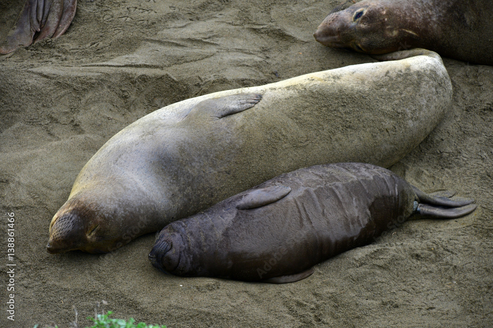 Fototapeta premium Female elephant seal nursing baby