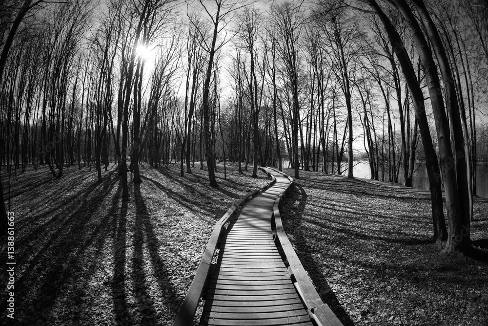 Fototapeta premium Wood road through wood