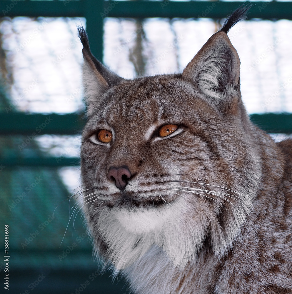 Obraz premium Lynx close-up head