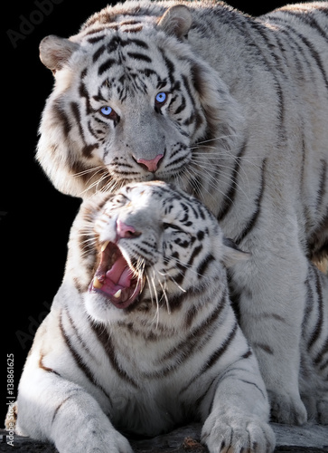 Fototapeta Naklejka Na Ścianę i Meble -  White tigers Panthera tigris bengalensis isolated at black
