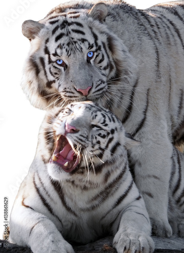 Fototapeta Naklejka Na Ścianę i Meble -  White tigers Panthera tigris bengalensis isolated at white