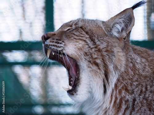 Lynx close up with opened mouth