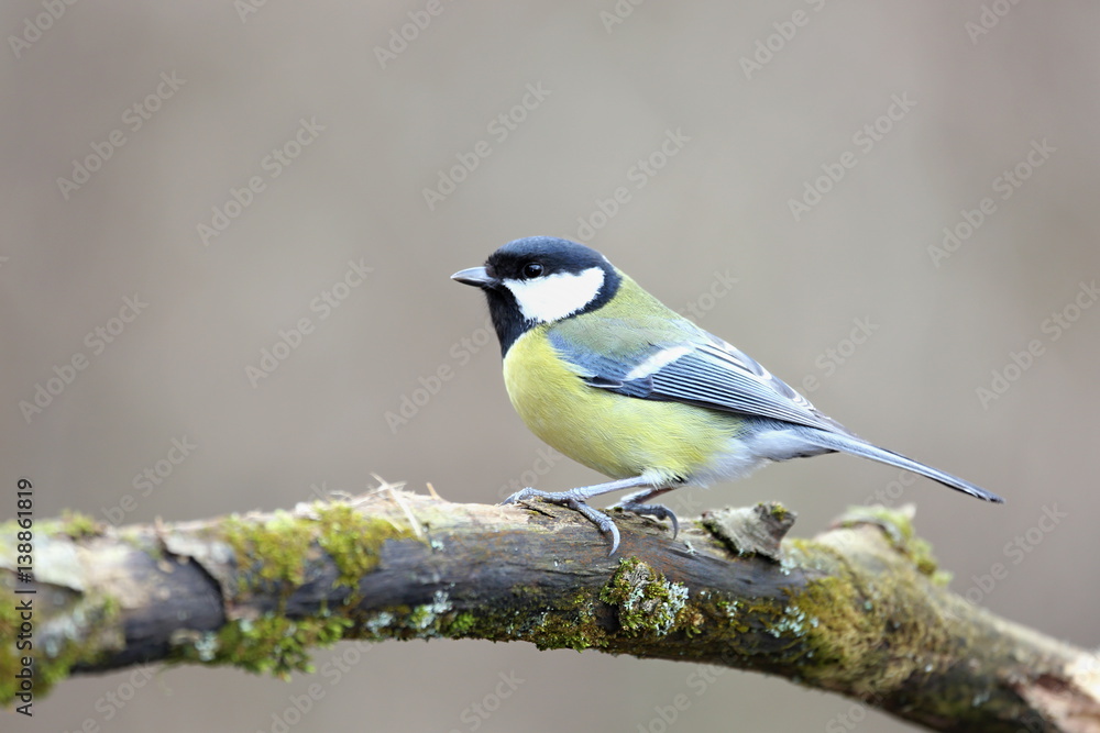 Fototapeta premium Parus major, Blue tit . Wildlife landscape, titmouse sitting on a branch moss-grown.. Europe, country Slovakia.