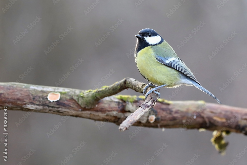 Parus major, Blue tit . Wildlife landscape, titmouse sitting on a branch moss-grown.. Europe, country Slovakia. Parus major, Blue tit . Wildlife landscape, titmouse sitting on a branch moss-grown.. Europe, country Slovakia.