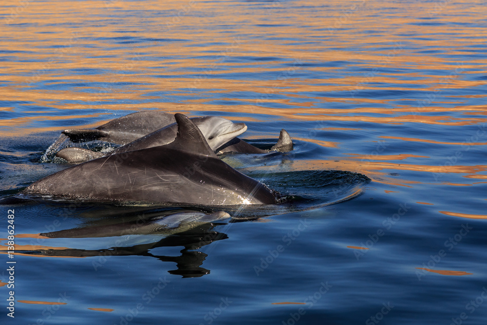 Naklejka premium Group of dolphins in sea close to Parakas national reserve, Peru, South America