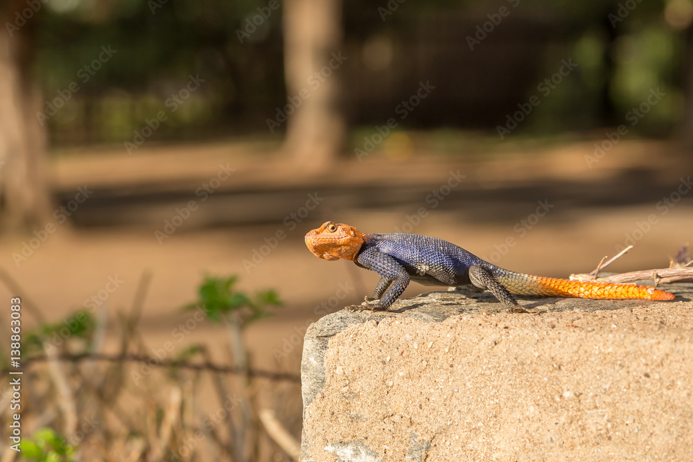 Curious colorful lizard sitting on stone, Windhoek, Namibia Curious colorful lizard sitting on stone, Windhoek, Namibia