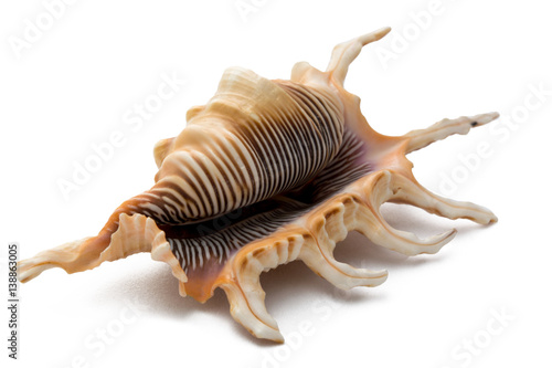Ракушка морского моллюска.