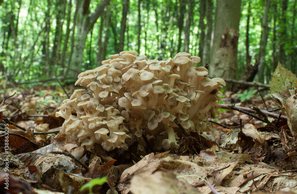 Polyporus umbellatus, also called Lumpy Bracket and Umbrella Polypore. Photo has been taken in the natural forest background. Polyporus umbellatus, also called Lumpy Bracket and Umbrella Polypore. Photo has been taken in the natural forest background.