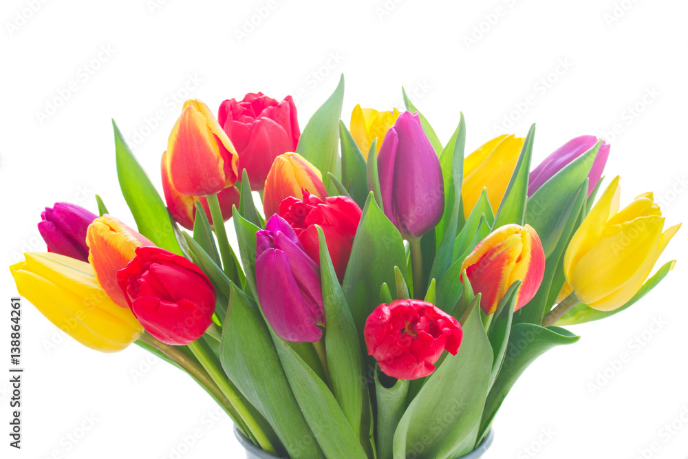 Fototapeta bukiet świeżych kwiatów żółty, fioletowy i czerwony tulipan na białym tle