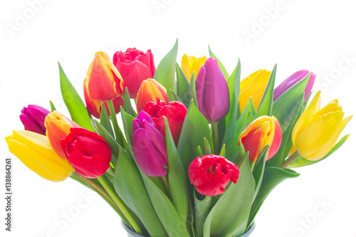 bunch of fresh yellow  purple and red tulip flowers isolated on white background