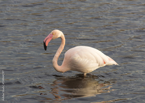 Flamingo is reflected in the water of a pond