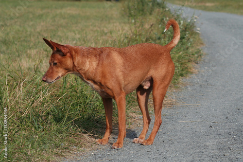 Hund im Feld beim Mäuse jagen, Sommer photo