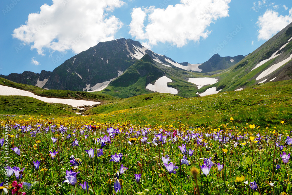 Fototapeta premium Alpine meadows in the Caucasus summer. Blue sky with white clouds. Bellflowers in the foreground.