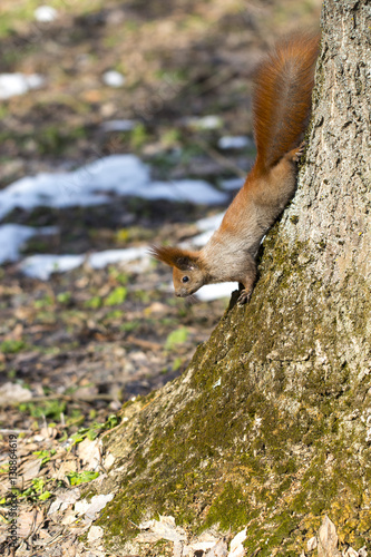 red squirrel on a tree trunk hanging down