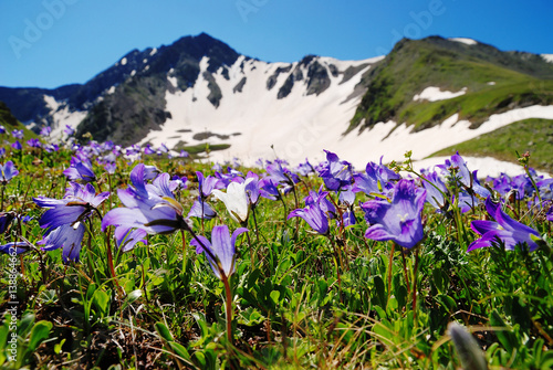 Alpine meadows and blue sky in the Caucasus summer. Bellflowers in the foreground.