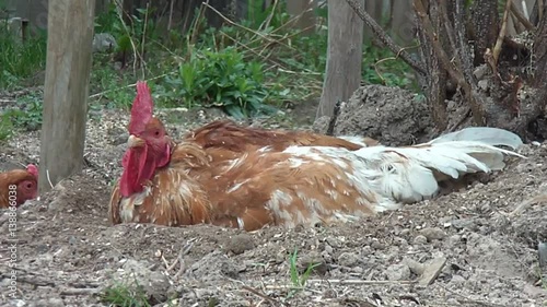 Cock walking on rural households