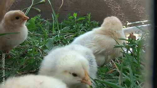 broody chicken to walk in the summer for rural households