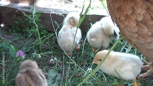 broody chicken to walk in the summer for rural households