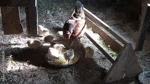 broody chicken to walk in the summer for rural households