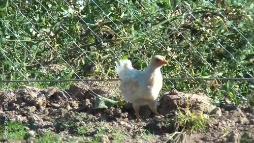 broody chicken to walk in the summer for rural households