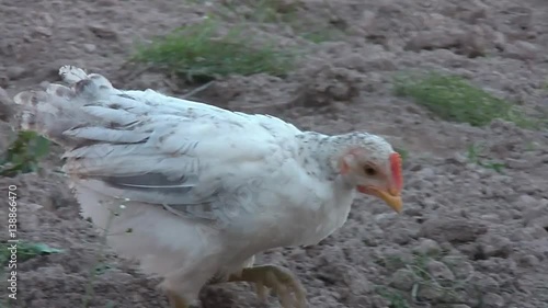 broody chicken to walk in the summer for rural households