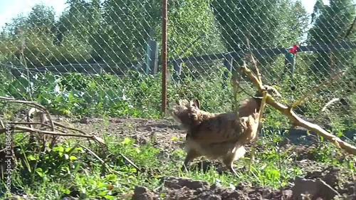 broody chicken to walk in the summer for rural households