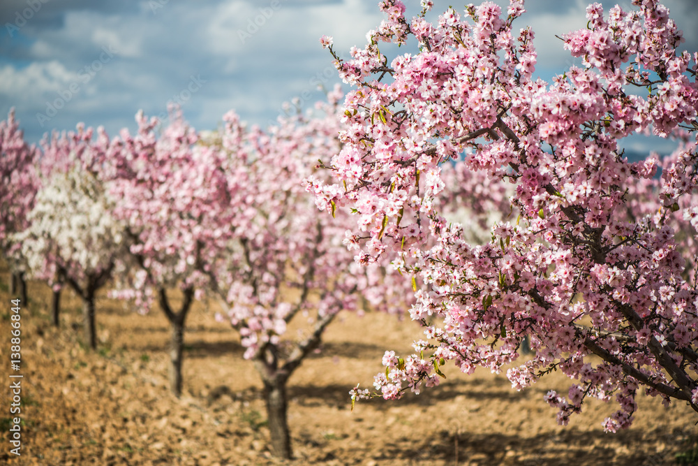 Blooming almond trees at springtime in orchard Blooming almond trees at springtime in orchard