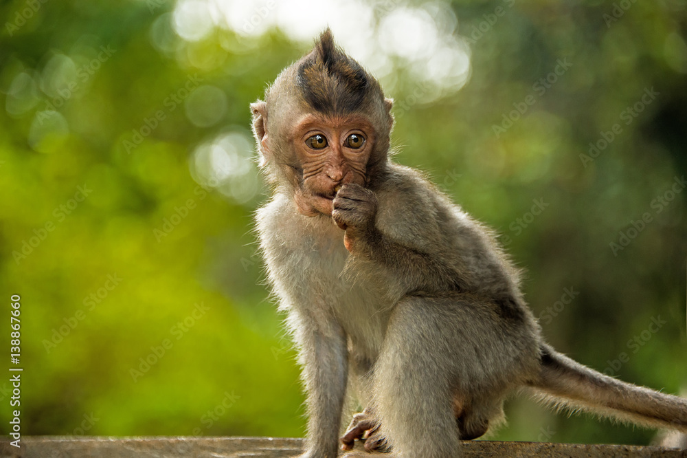 little Catarrhini catarrhini the old world with large round sits close little Catarrhini catarrhini the old world with large round sits close