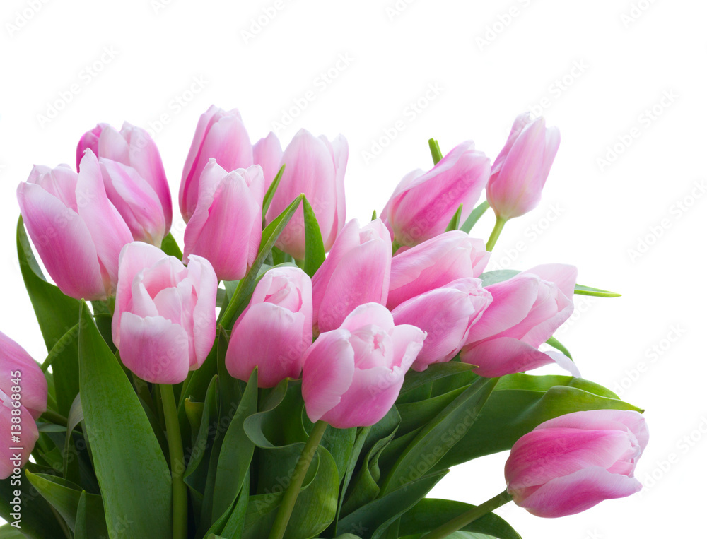 Bouquet of pink tulips close up isolated on white background Bouquet of pink tulips close up isolated on white background