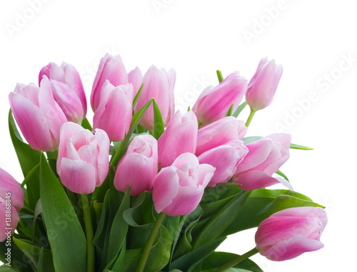 Bouquet of pink tulips close up isolated on white background © neirfy