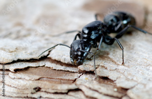 Black ant on wood