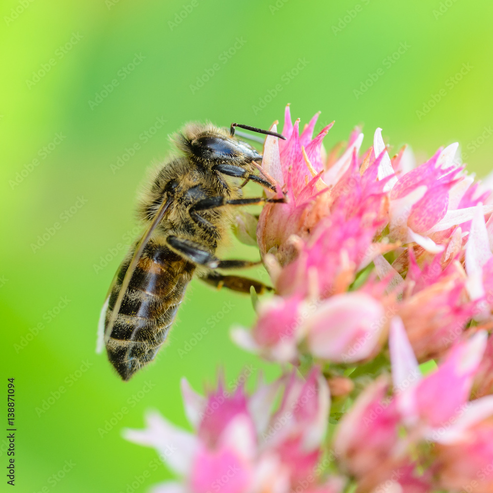 Bee collects nectar from a pink flower Bee collects nectar from a pink flower