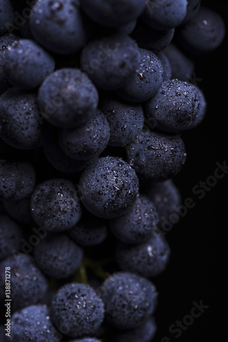 Close up, ripe dark grape berry with drops of water isolated on black background