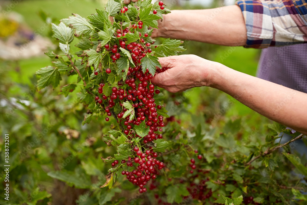senior woman with red currant at summer garden senior woman with red currant at summer garden