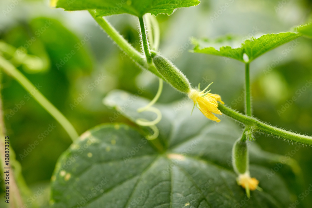close up of cucumber growing at garden close up of cucumber growing at garden