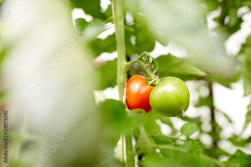 close up of tomato growing at garden