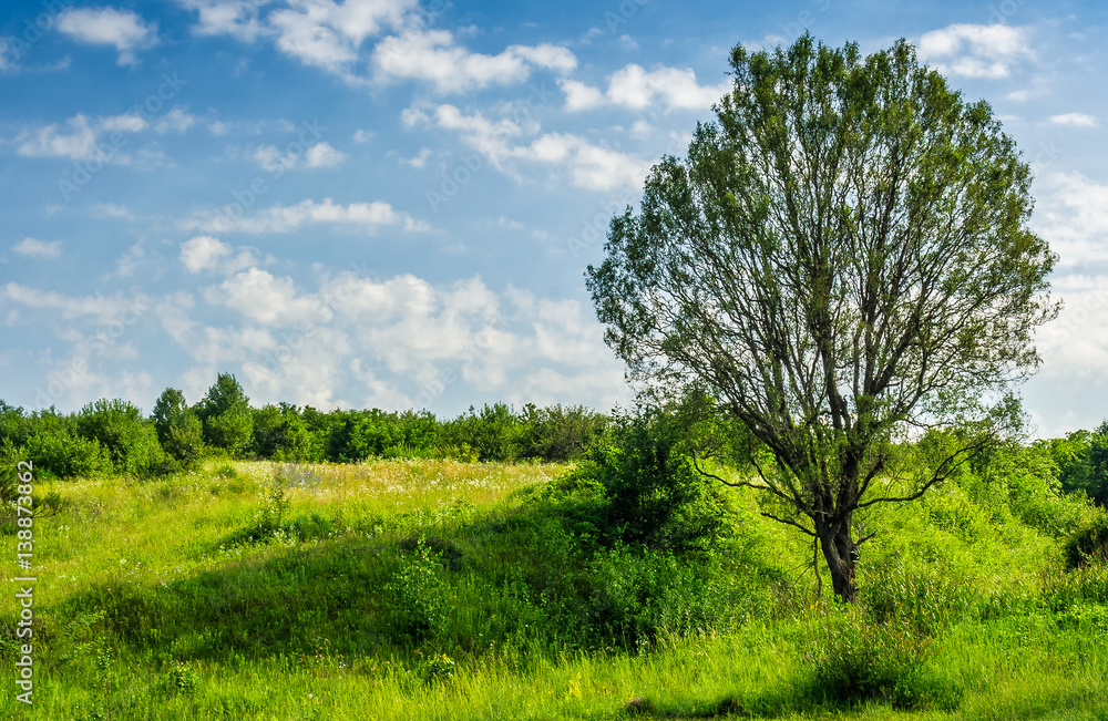 tree in rural area on beautiful summer day tree in rural area on beautiful summer day