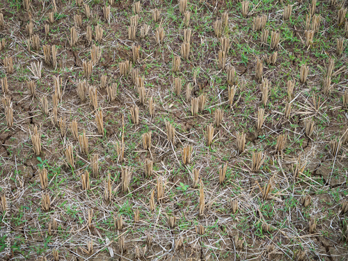 dry paddy fields