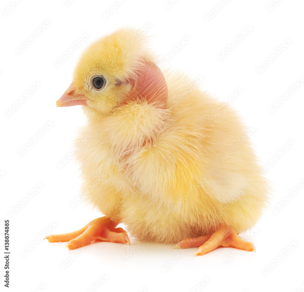 Obraz premium Small yellow chicken