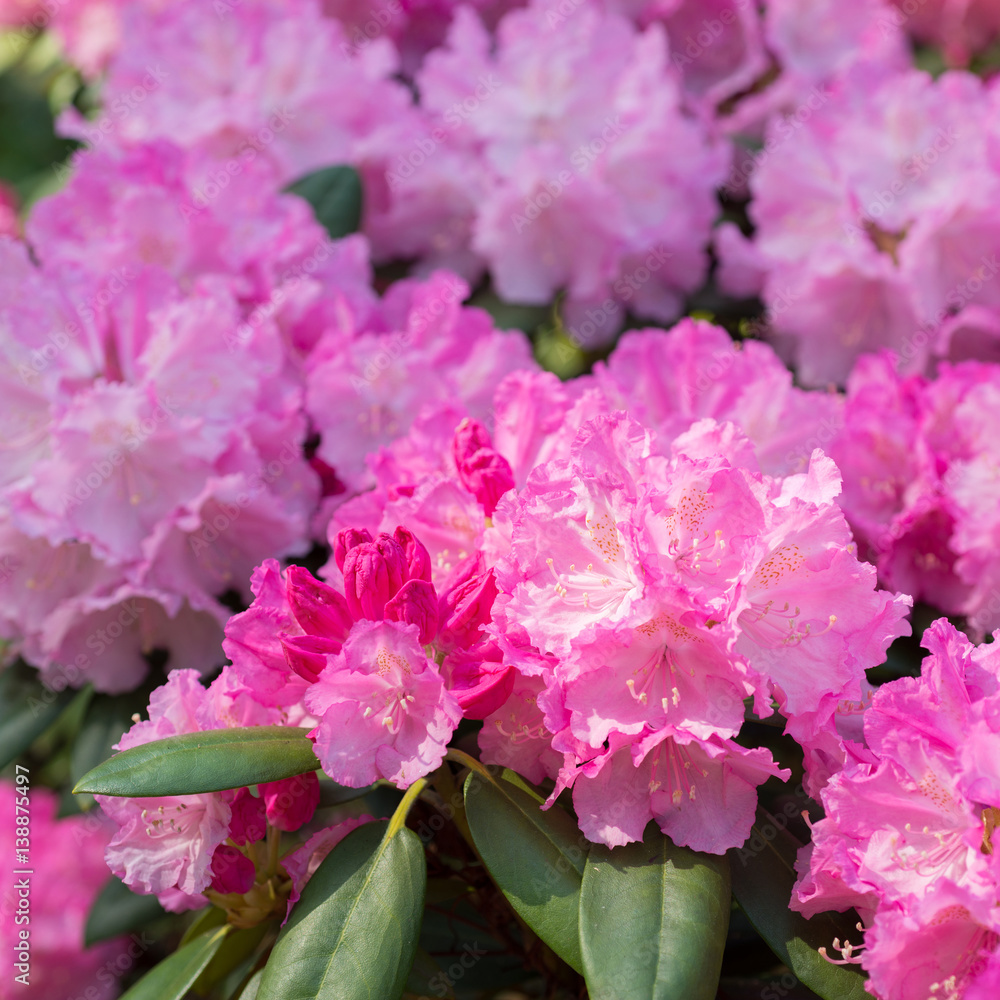 Blooming rhododendron Blooming rhododendron